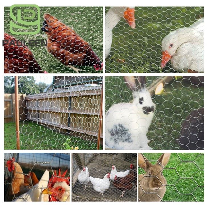 Hexagonal Chicken Wire Mesh Roll best